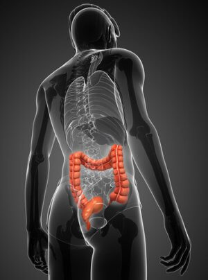 Слепая кишка